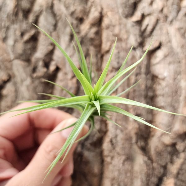 阿珠依-綠星/Tillandsia Arjueii Green Star 