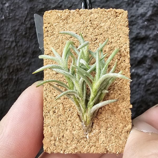 卡畢(阿根廷野採)/Tillandsia capillaris(Argentina) 