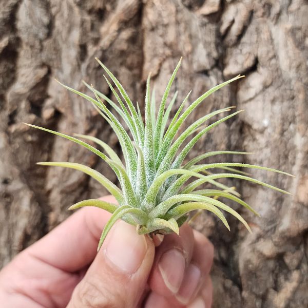 相撲小精靈-白花/Tillandsia Ionantha Suno Size White 