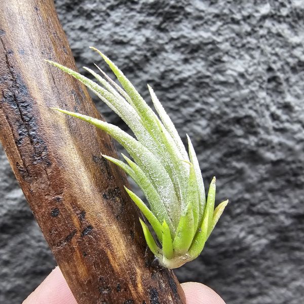 花生米×伊莉莎白(上木材，黃連木)/Tillandsia ionantha peanut × elizabethiae 