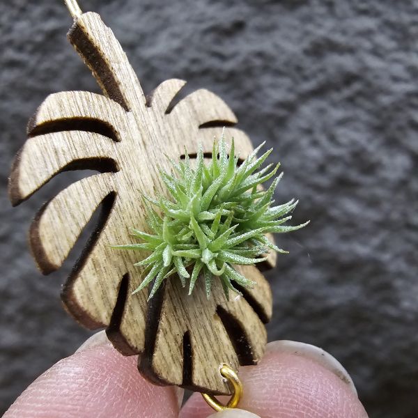 草皮鳳(實生叢)/Tillandsia tricholepis seedling 