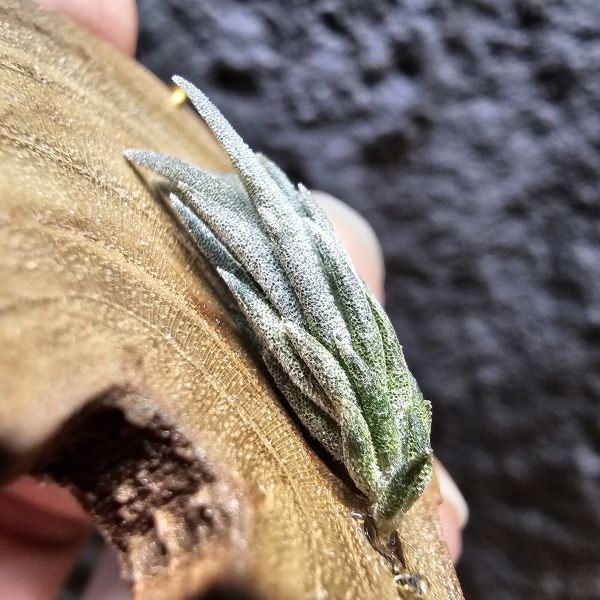 gerdae(紫花)	Tillandsia gerdae~玻利維亞原生種 