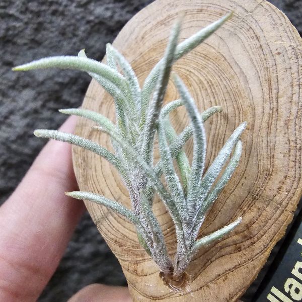 蘭吉諾薩/Tillandsia languinosa(Europe) 