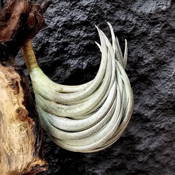 勾勾(大又美)/Tillandsia hilaireana(Brazil) 