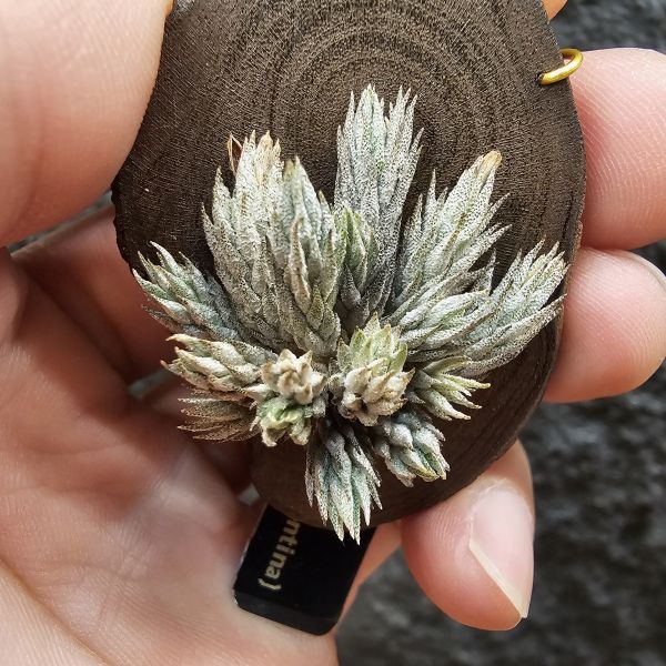 彈頭(14頭)/Tillandsia pedicellata(Argentina)~商店所販售彈頭品項~皆為嚴格挑選植株、無枯萎品項！ 