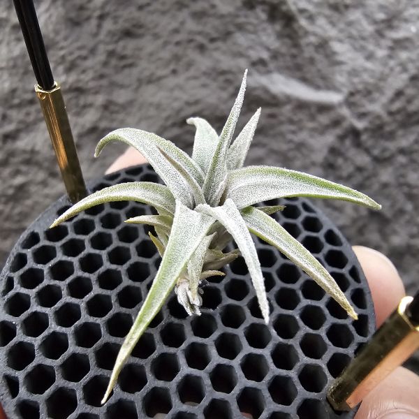 初戀 × 墨西哥電捲(底下帶一芽)/Tillandsia arequitae × streptophylla Mexico 