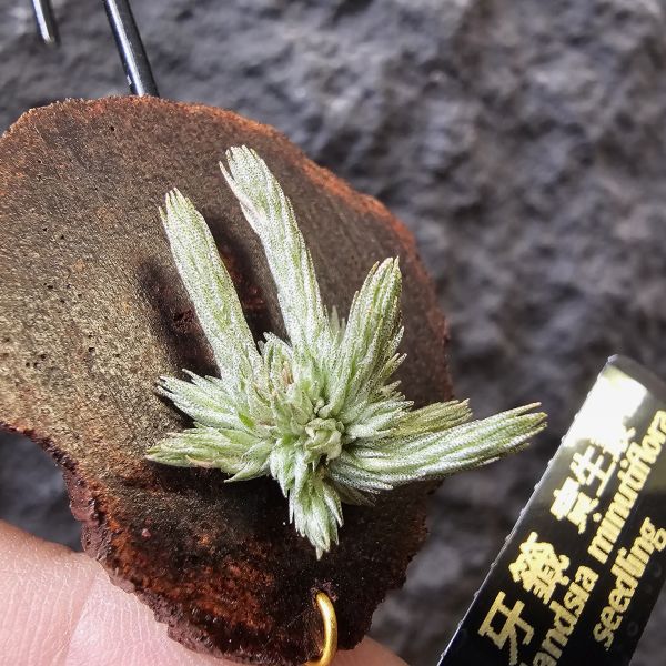 牙籤實生叢/Tillandsia minutiflora seedling~不必擔心野採品項容易黑死，實生好照顧非常多！ 