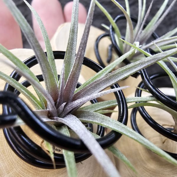 霸王×多明尼加(已顯色，不挑株，不含底座)/Tillandsia xerographica × capitata v. Doming~霸王開花結種莢時間長久，與多明尼加交種，帶養四年之久手孵苗，希望將來有霸王寬葉下包特徵、多明尼加的顯色，霸氣帶紅的潛力股！ 