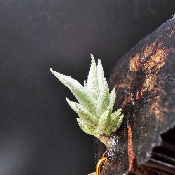 布雷爾利托西斯(M尺寸)/Tillandsia brealitoensis~重油耐用"降真木"板材! 