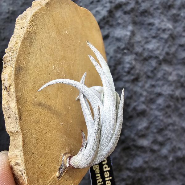 Tillandsia friesii(Argentina)阿根廷長莖型原生種、開桃粉色辦狀花、帶金屬質感、顯紅色 