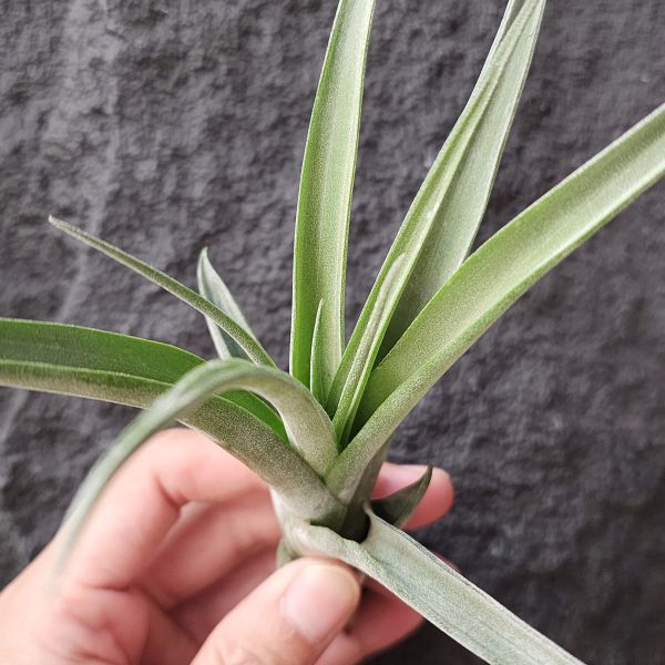 卡比黃×滷肉/Tillandsia Capitata Yellow × Novakii 