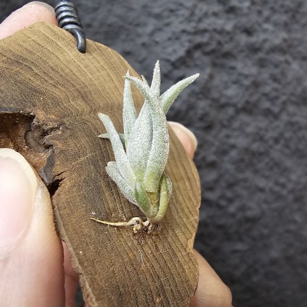 銀冰×樂透/Tillandsia Chiletensis × Lotteae (ED721)實生植株已有不錯的尺寸！ 
