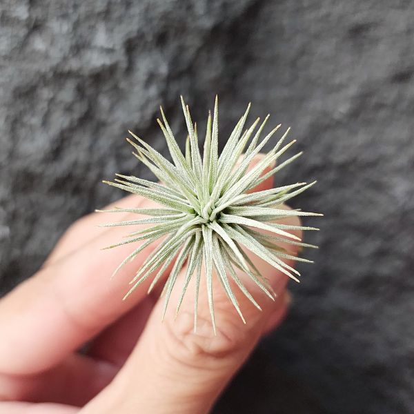 紅花海膽/Tillandsia Argentea 