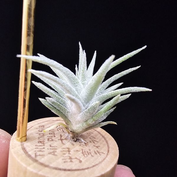 香檳巨大×長莖minor/Tillandsia chiapensis giant × ionantha van. minor form 