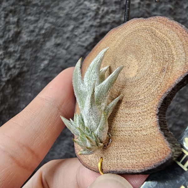 白劍/Tillandsia xiphioides(TI) 