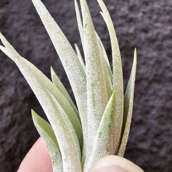 斜角巷/Tillandsia plagiotropica 