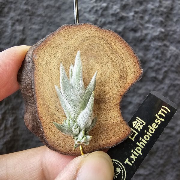 白劍/Tillandsia xiphioides(TI) 