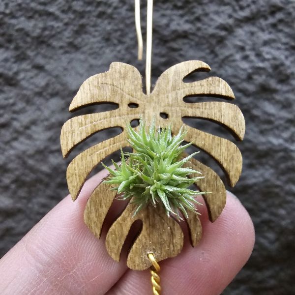 草皮鳳(實生叢)/Tillandsia tricholepis seedling 