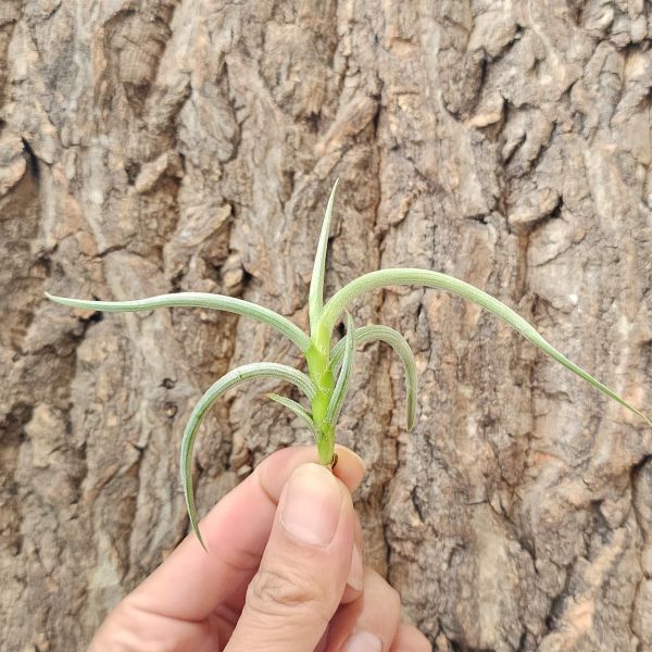 牛角/Tillandsia Myosura 