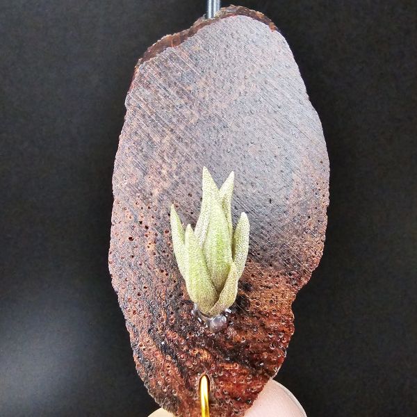 小海螺/Tillandsia Peiranoi Red~重油耐用"降真木"板材 