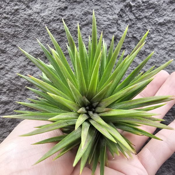 選拔小精靈/Tillandsia ionantha  select seedling 