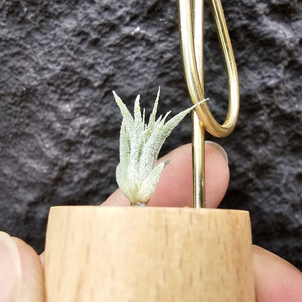 露西×斑馬小精靈(驢精)/Tillandsia Luciille × ionantha Mexican Zebra 