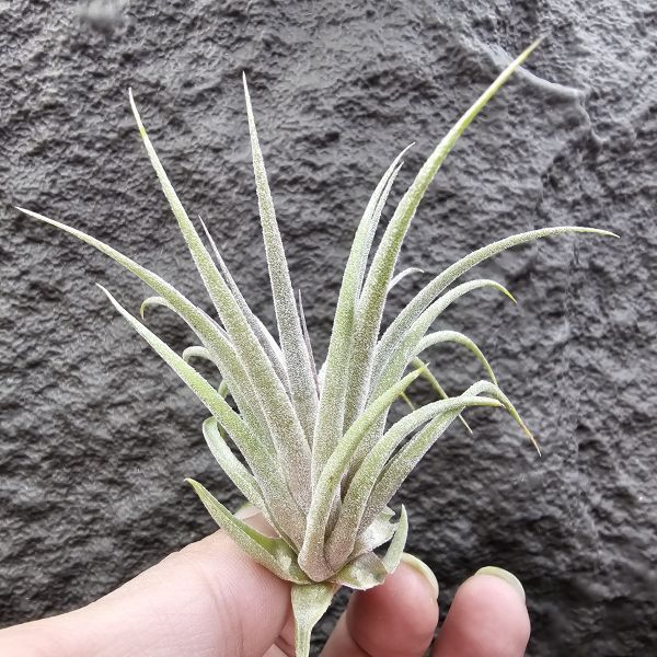 蘇黎世/Tillandsia sucrei 
