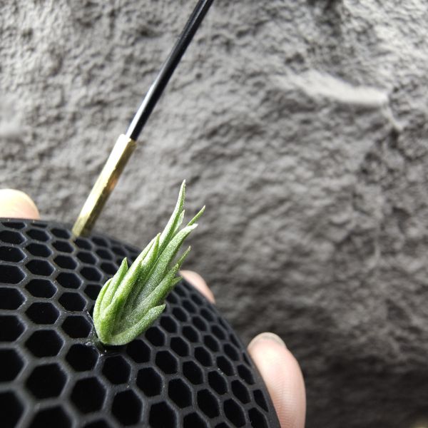 銀冰×BC/Tillandsia chiletensis × BC(streptophylla Belize  × chiapensis) 