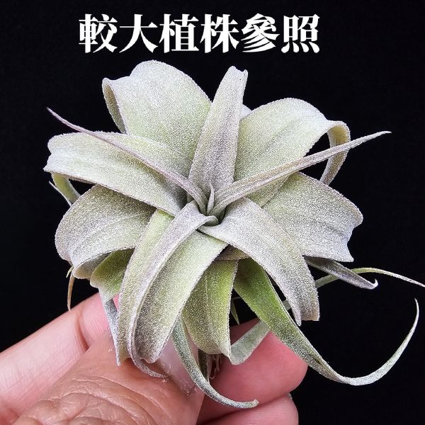 霸王鳳×RR(顯色)不挑株/Tillandsia xerographica × Regal Rene(cyc #697)~霸王交RR怎麼能不美~圖四~六大植株參照！ 