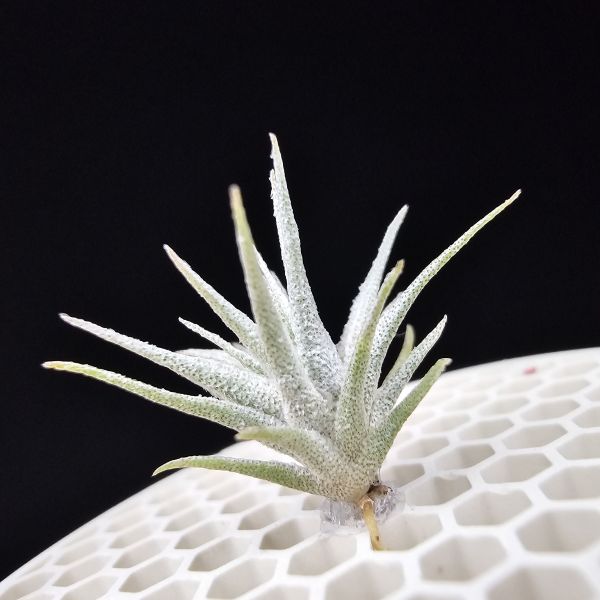 金屬K燒×終極薄紗(巴西野採！)/Tillandsia kautskyi × chapeuensis var. turriformis(Brazil)~金屬質感的K燒，與老玩家都很清楚難養的'巴西野採終薄'交種！圖六較大植株參照！ 