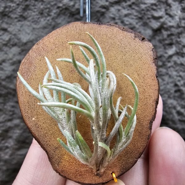 阿根廷卡畢/Tillandsia capillaris(Argentina) 