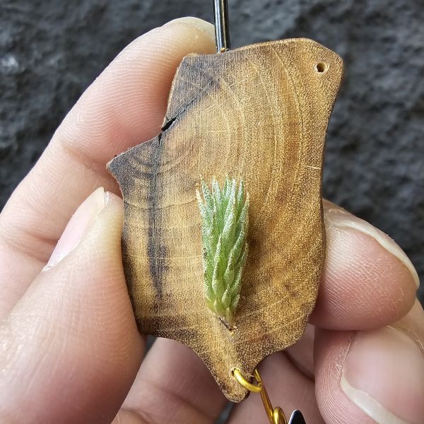 彈頭SP.-野採/Tillandsia pedicellata SP. (Argentina) 