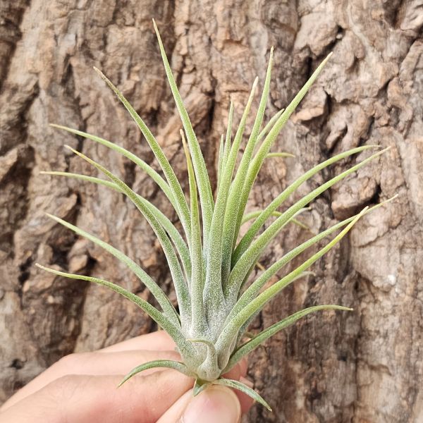 魔力豆腐×小章魚/Tillandsia Mali Dofitas × Bulbosa 