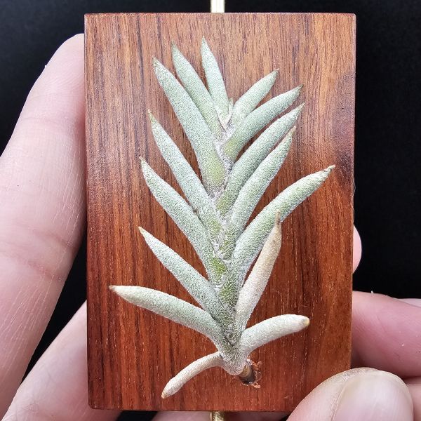 Tillandsia capillaris(Europe)~歐洲卡畢、植株不小未見過開花的型態。 