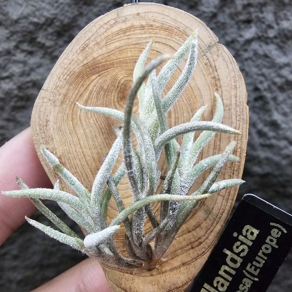 蘭吉諾薩/Tillandsia languinosa(Europe) 