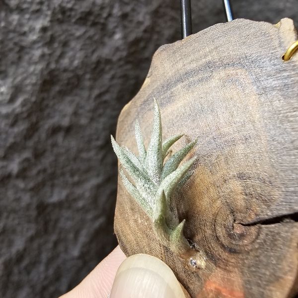 Tillandsia Muhriae(Europe)/法國原生種 