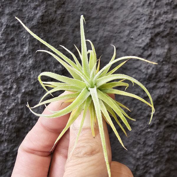 迷你電捲-實生/Tillandsia diguetii 