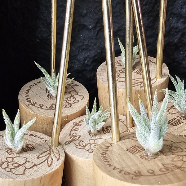 長莖×可愛派(不挑株長大很可愛)/Tillandsia ionantha v. van-hyningii × Cutie Pie 