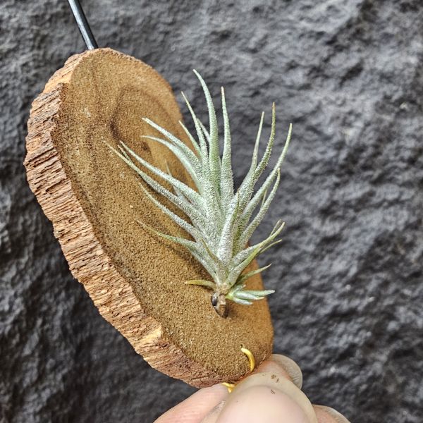 草皮變異・捷克(成株)/Tillandsia tricholepis var. macrophylla(CZ) 