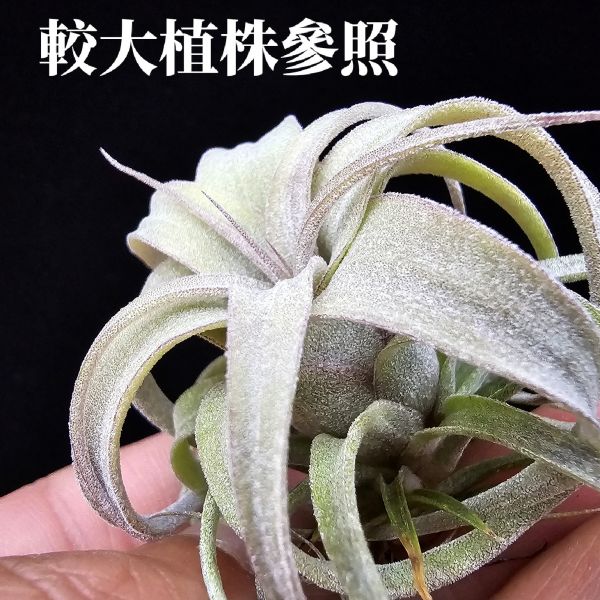 霸王鳳×RR(顯色)不挑株/Tillandsia xerographica × Regal Rene(cyc #697)~霸王交RR怎麼能不美~圖四~六大植株參照！ 