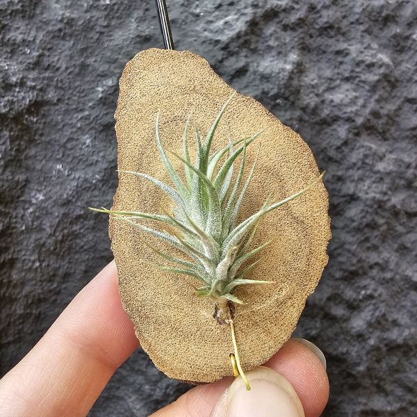 草皮變異・捷克(成株)/Tillandsia tricholepis var. macrophylla(CZ) 