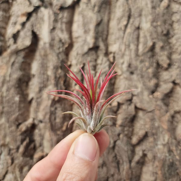 火焰&福果小精靈/Tillandsia ionantha Fuego 