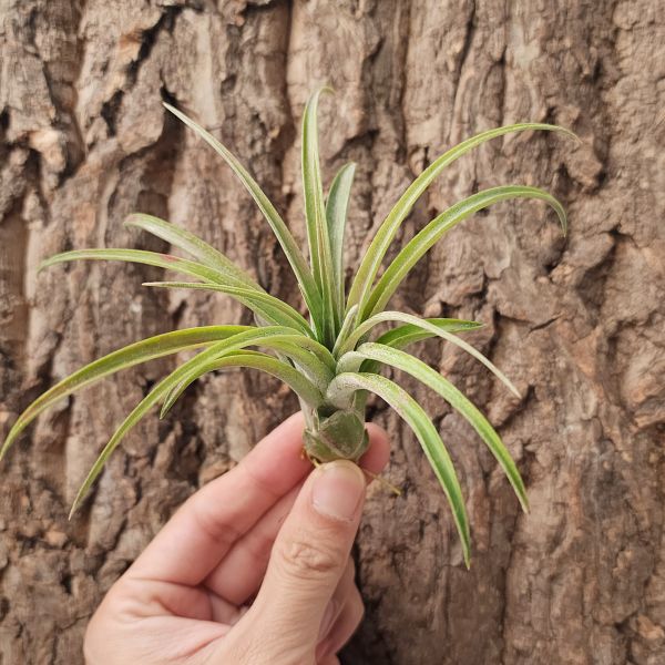 高原×小精靈/Tillandsia Sphaerocephala × Ionantha 