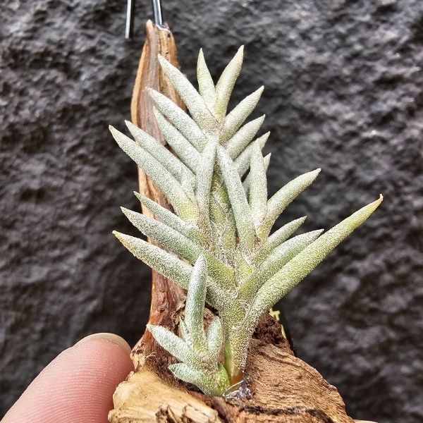 卡畢拉瑞斯(玫瑰)/Tillandsia capillaris rose flower 