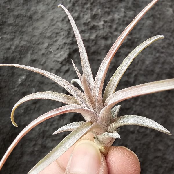 多明尼加×長莖/Tillandsia capitata v domingensis × ionantha var.van-hynigii 