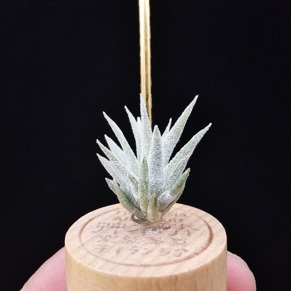 香檳巨大×長莖minor/Tillandsia chiapensis giant × ionantha van. minor form 