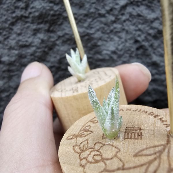 長莖Ryan(不挑株)/Tillandsia ionantha v. van-hyningii The cutest Ryan 