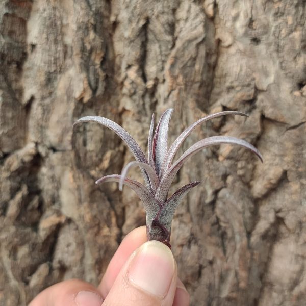 卡比他他-多明尼加/Tillandsia Capitata V Domingensis 
