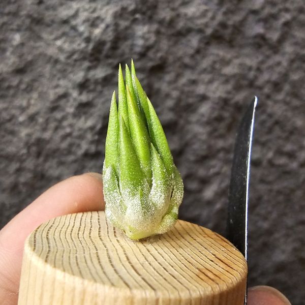 雨林AP小精靈/Tillandsia ionantha Apretado (RFI) 