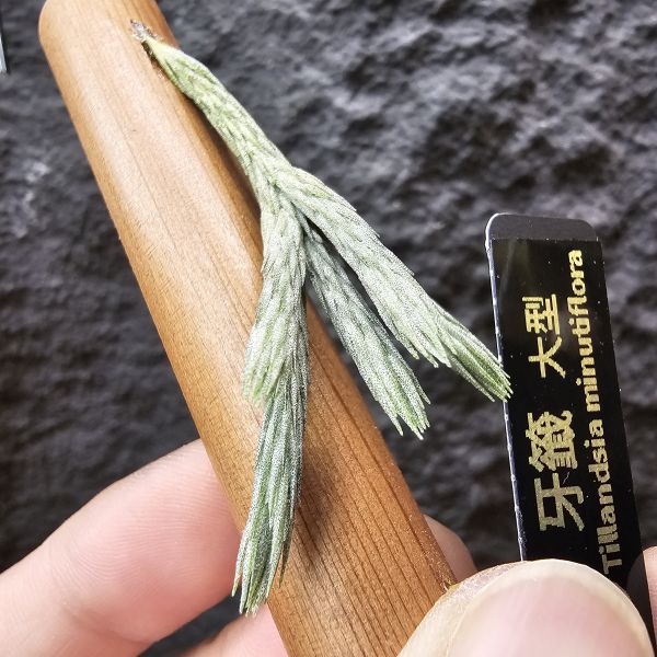 牙籤(大型)五芽/Tillandsia minutiflora 